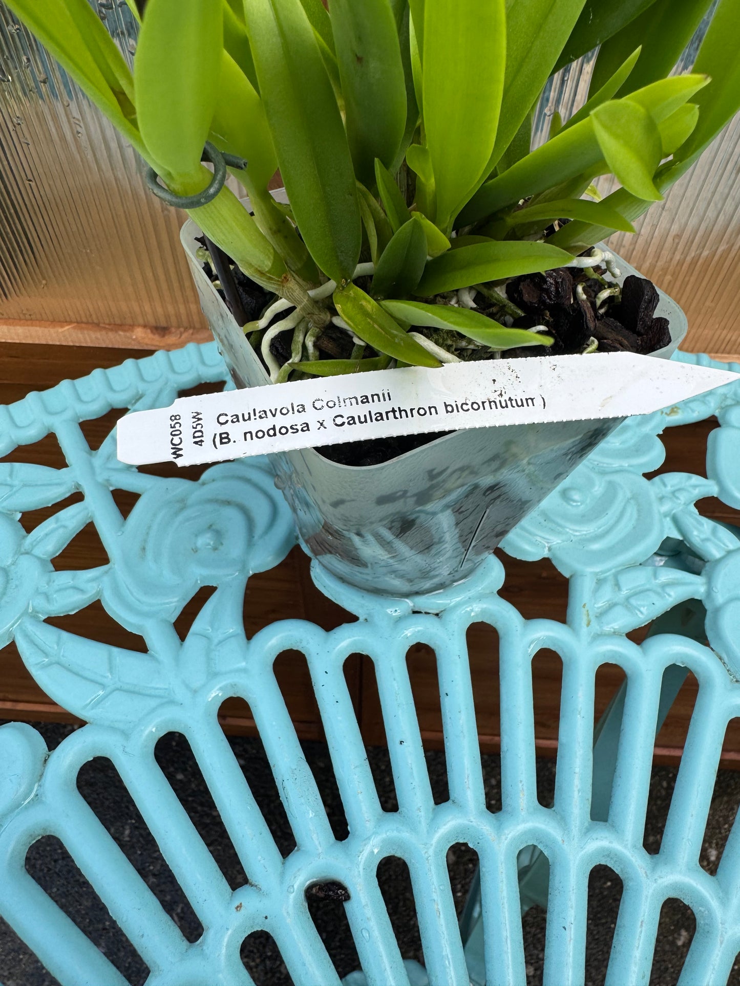 Caulavola Colmanii BS