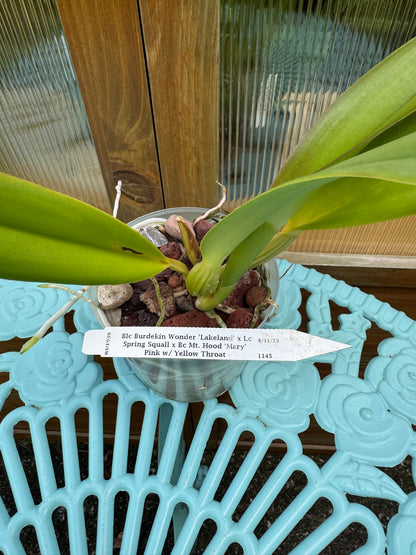 Rlc. Burkedin Wonder-Clown Show NBS