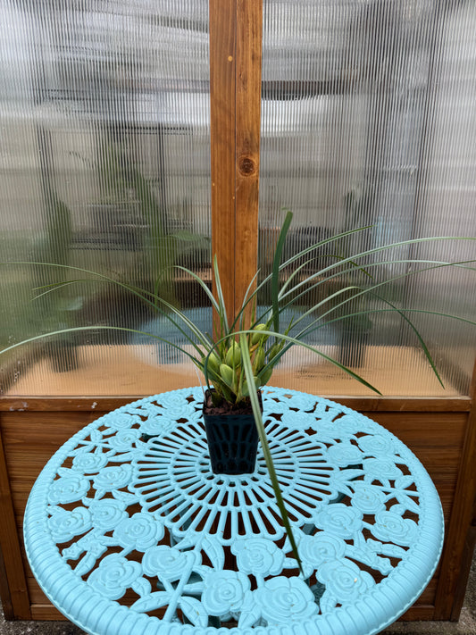 Maxillaria tenuifolia ‘Yamada’ FRAGRANT BS