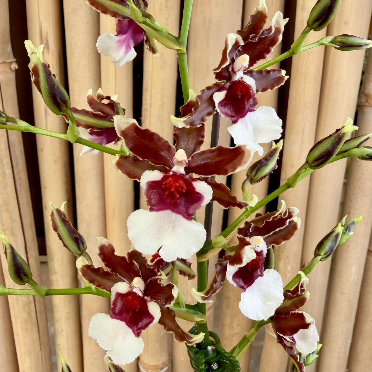 Oncidium Pacific Pagan IN SPIKE FRAGRANT