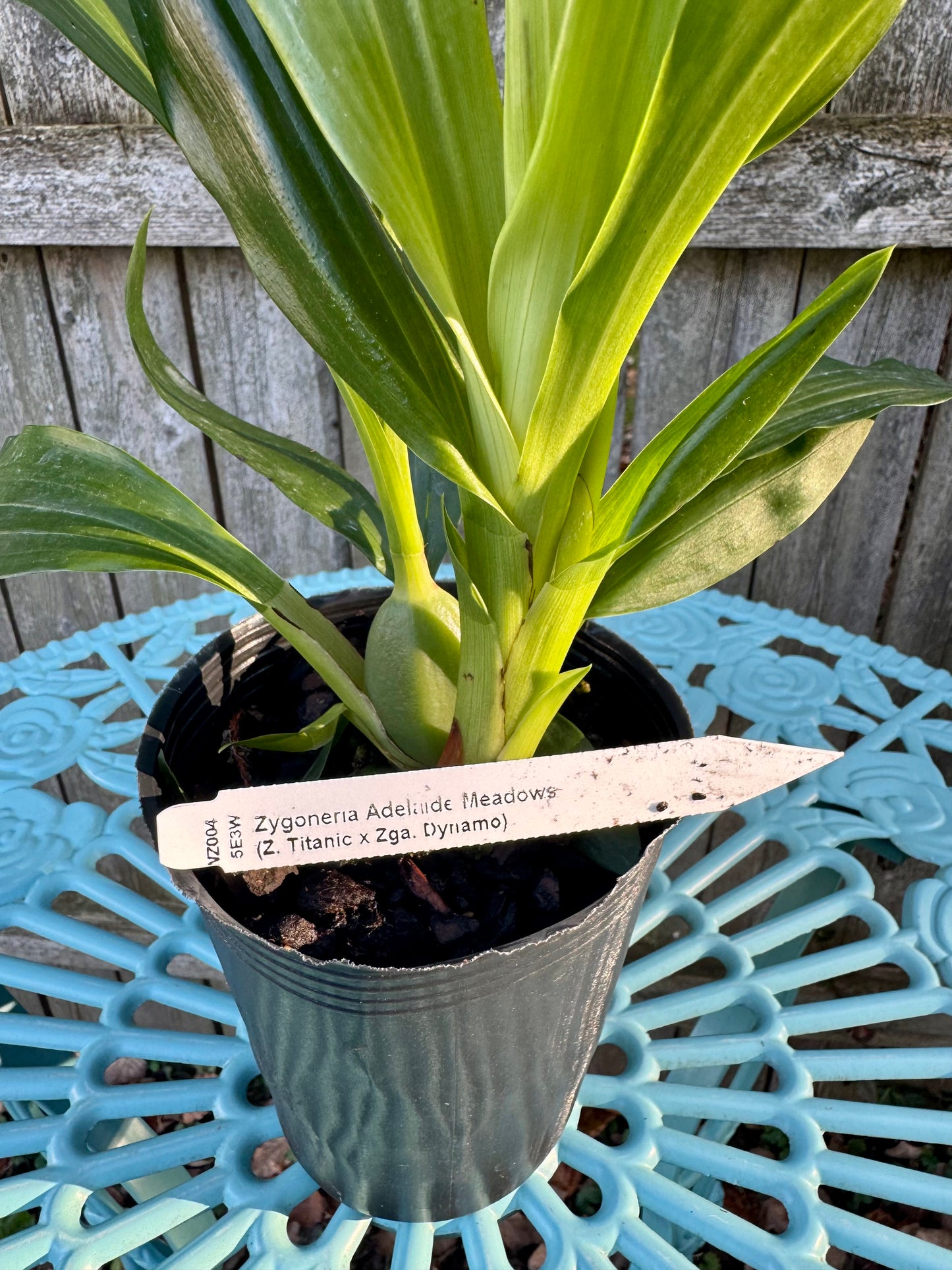 Zygoneria Adelaide Meadows IN BLOOM
