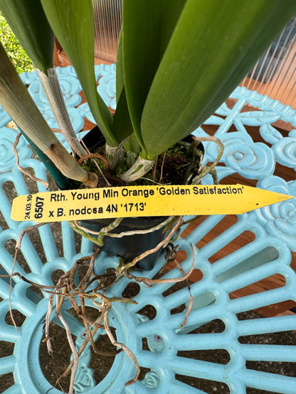 Cahuzacara Hsinying Naranja IN SHEATH