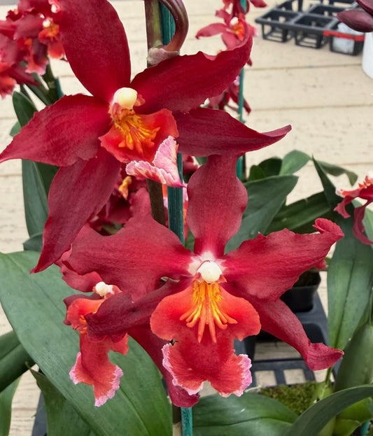 Oncidium Aloha Kapoho DOUBLE SPIKES