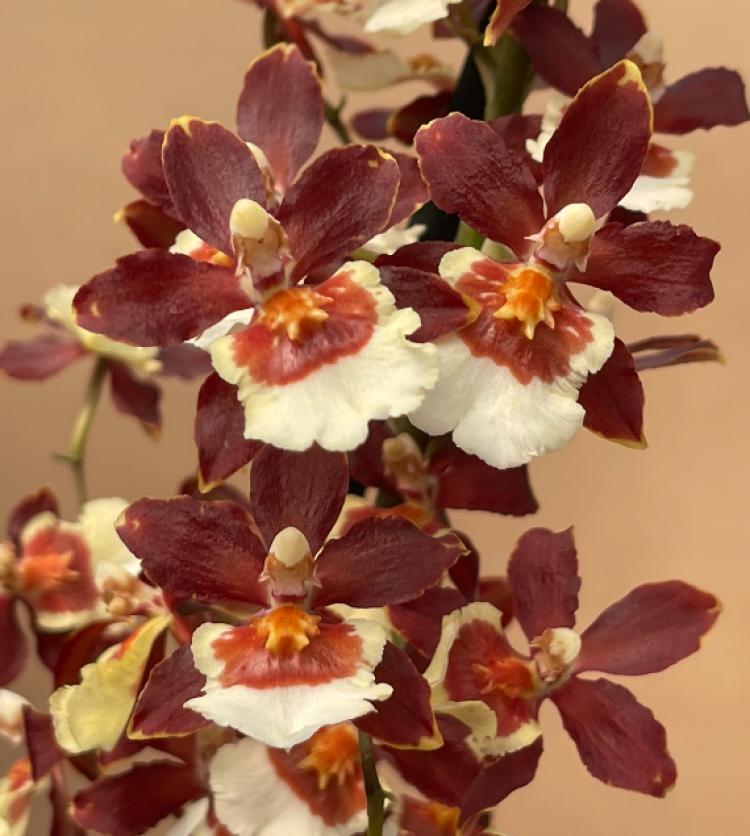 Colmanara Pacific Twilight DOUBLE SPIKES