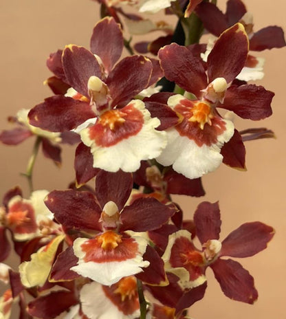 Colmanara Pacific Twilight DOUBLE SPIKES