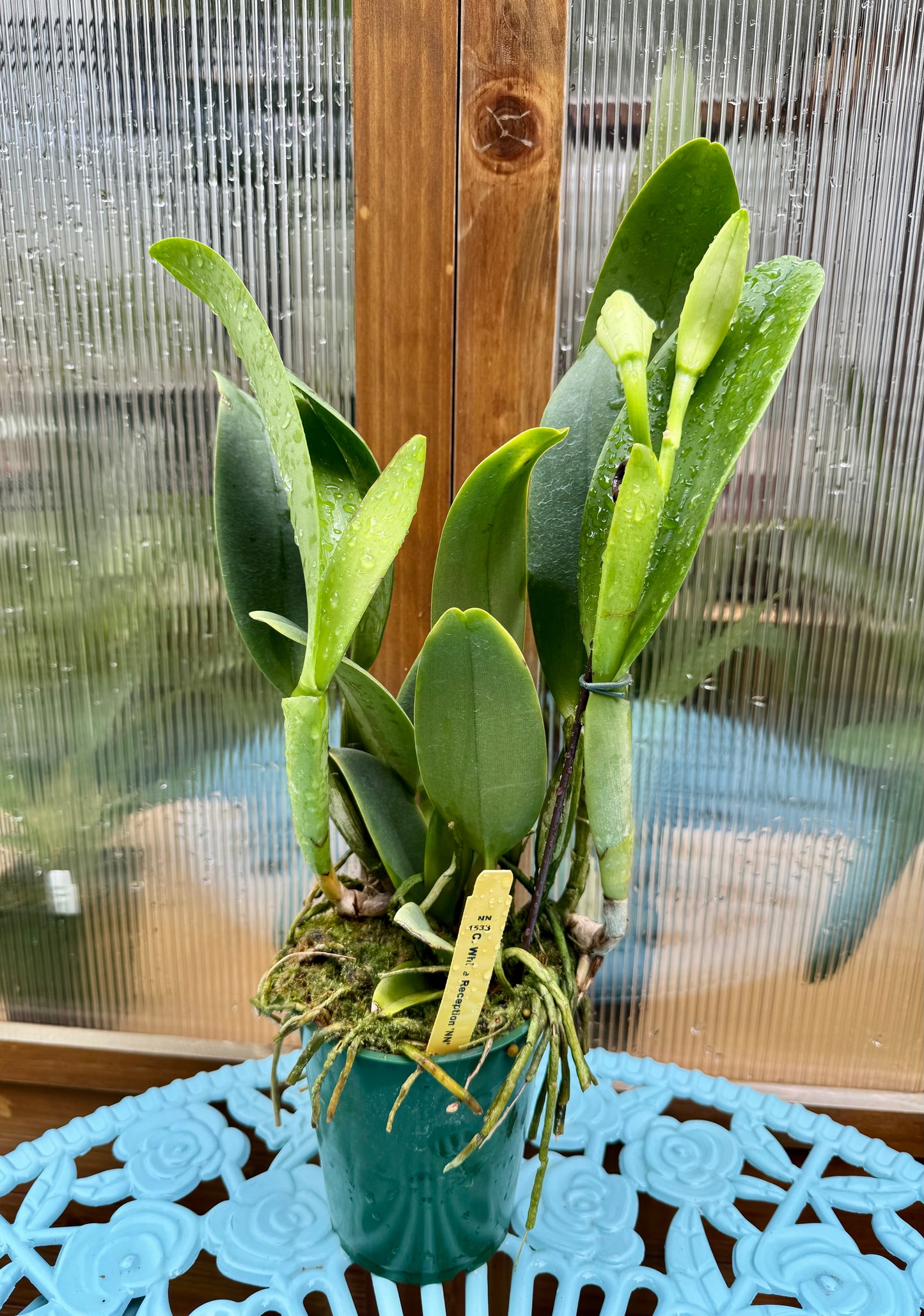 Cattleya White Reception ‘NN’ IN SHEATH/BUD