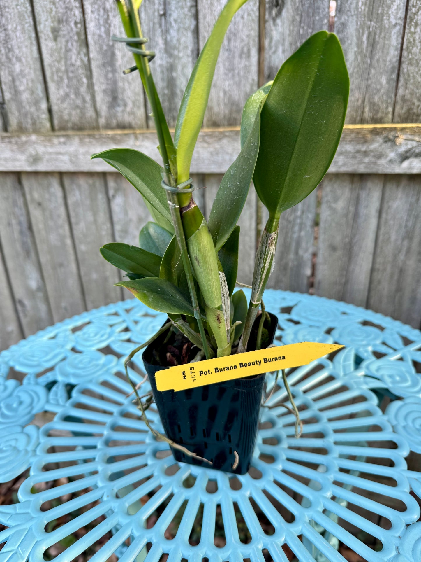 Potinara Burana Beauty ‘Burana’ BS