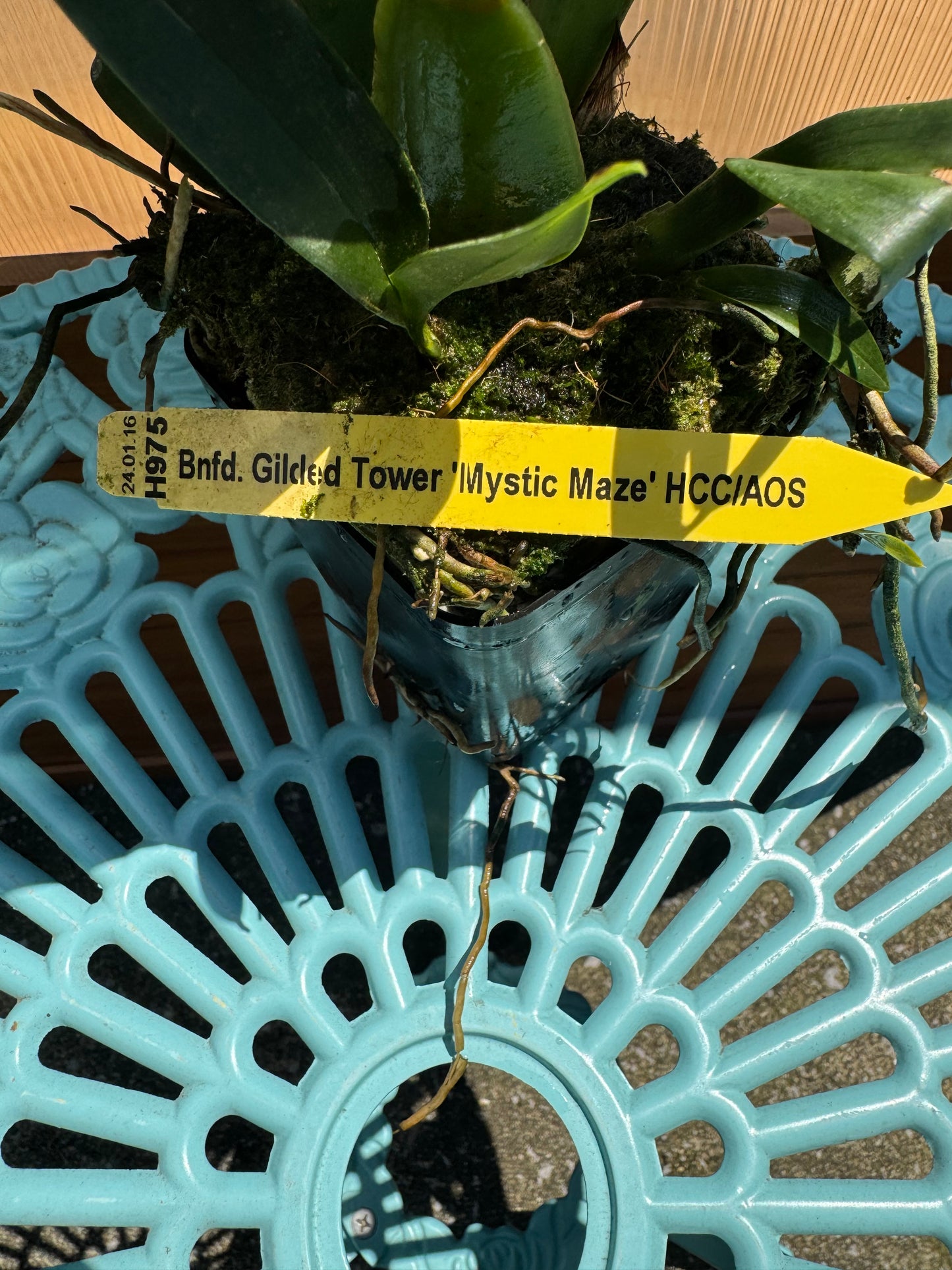 Banfieldara Glided Tower ‘Mystic Maze’ BS