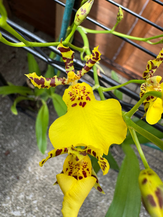 Miltonidium Honeybee BS