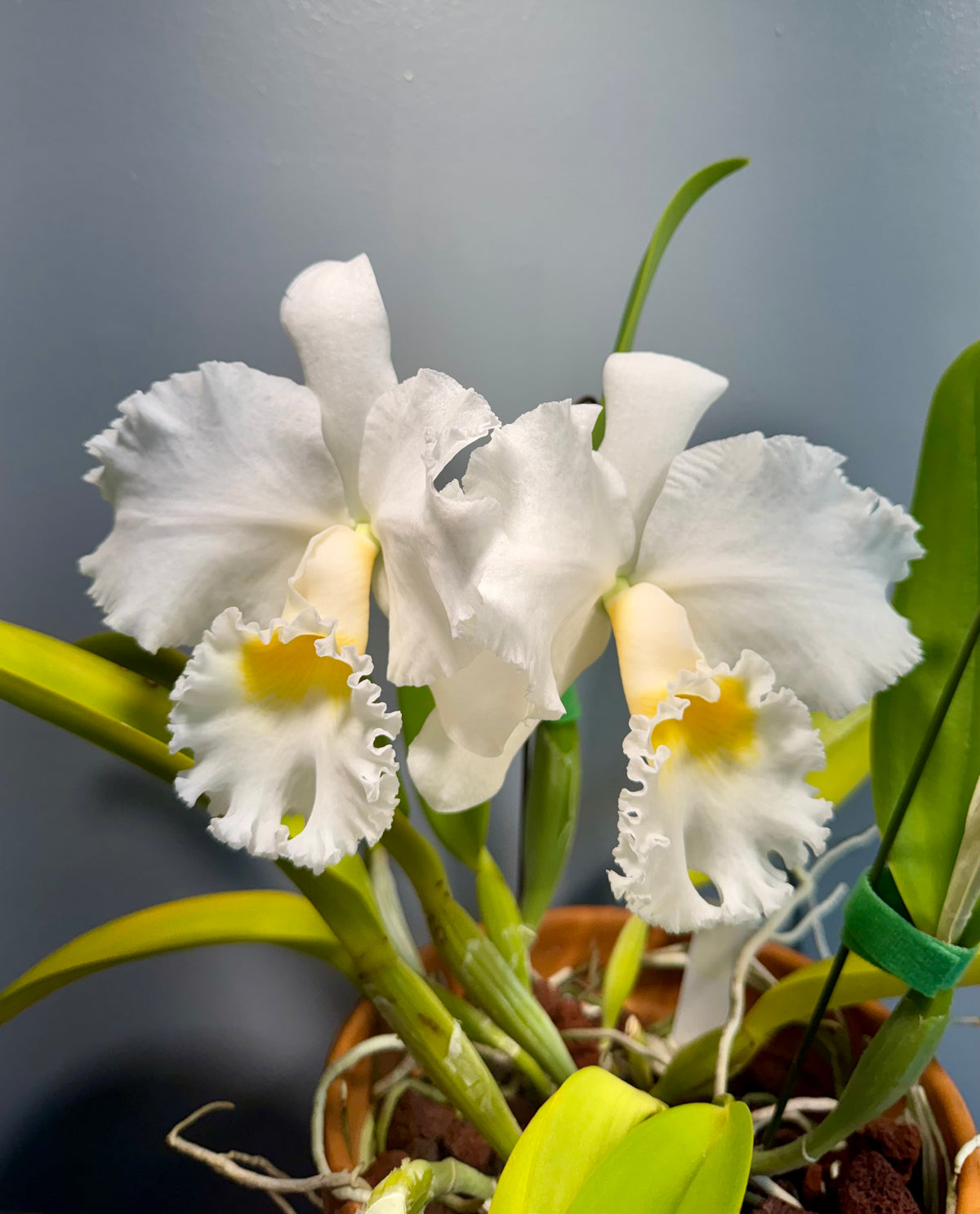 Cattleya Earl x Mishima Pearl NBS