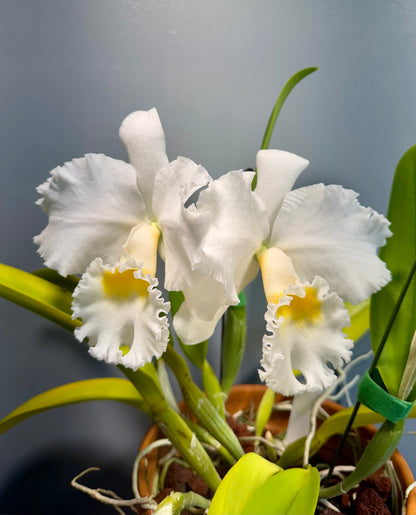 Cattleya Earl x Mishima Pearl NBS