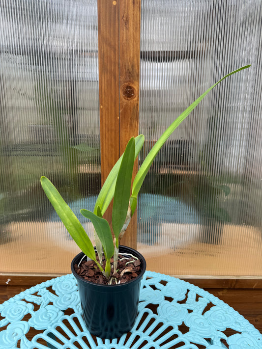 Laelia purpurata v. schusteriana BS FRAGRANT
