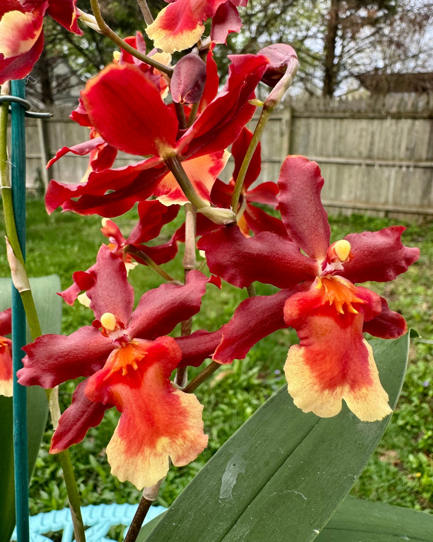Oncostele Hilo Firecracker ‘Sangria’ In BUD/BLOOM