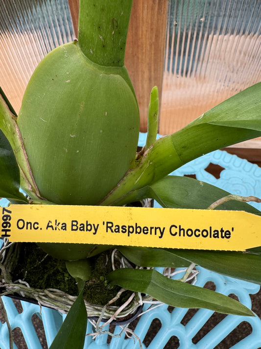 Oncidium Aka Baby ‘Raspberry Chocolate’ DOUBLE SPIKES FRAGRANT