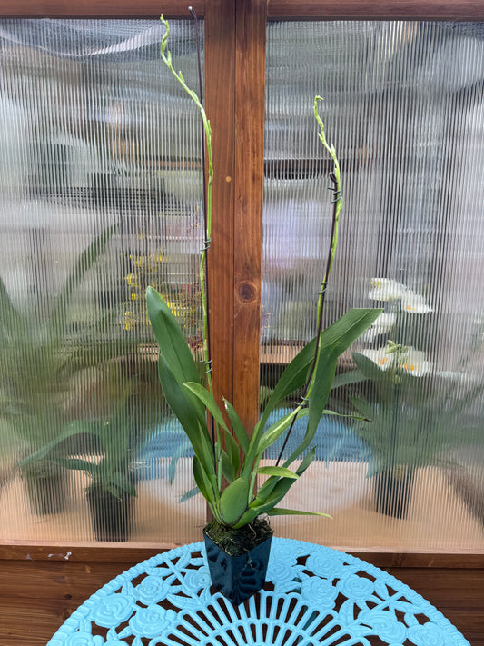 Vuylstekeara Celtic Sun ‘Maya’ BS