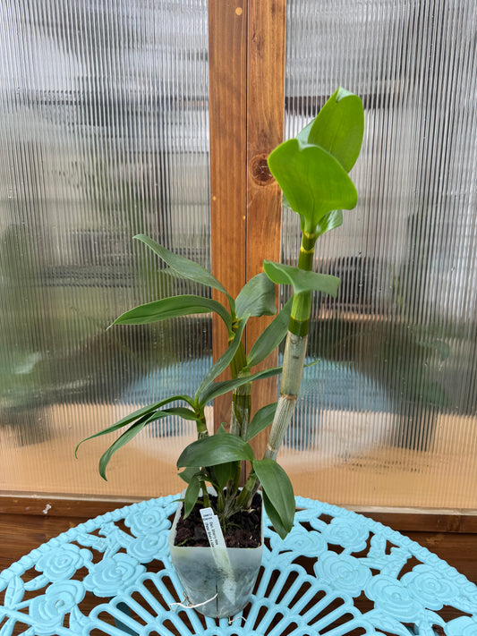Dendrobium Sherry Abe BS