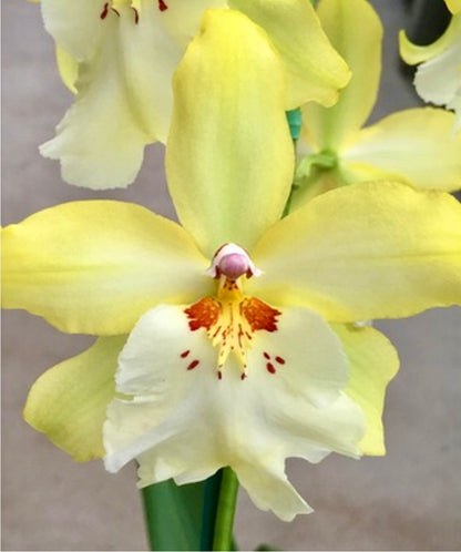 Vuylstekeara Celtic Sun ‘Maya’ BS