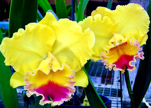 Blc. Goldenzelle ‘Lemon Chiffon’ Seedling