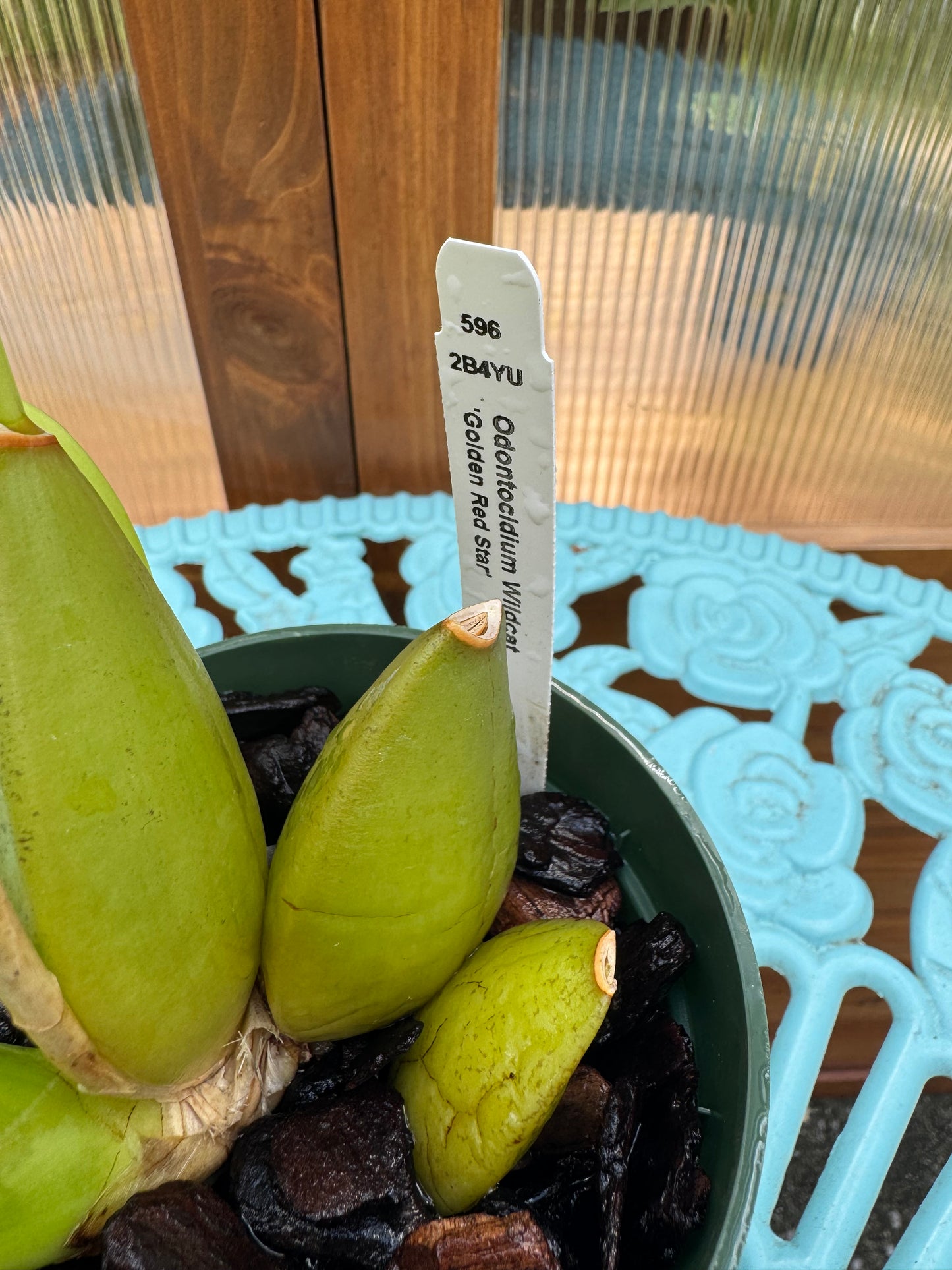 Oncidium Wildcat ‘Golden Red Star’ Division-Spiking