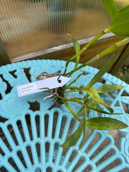 Cattleya forbesii BS BR Division