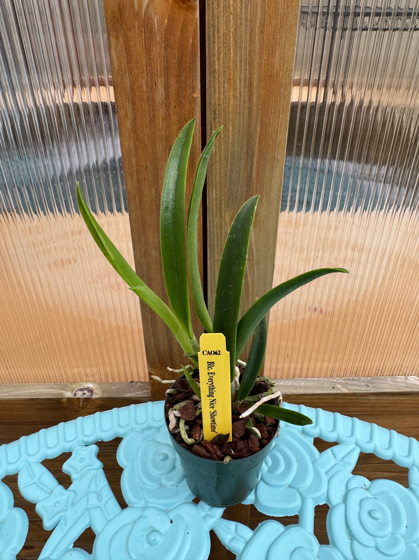 Blc Everything Nice ‘Showtime’ Seedling