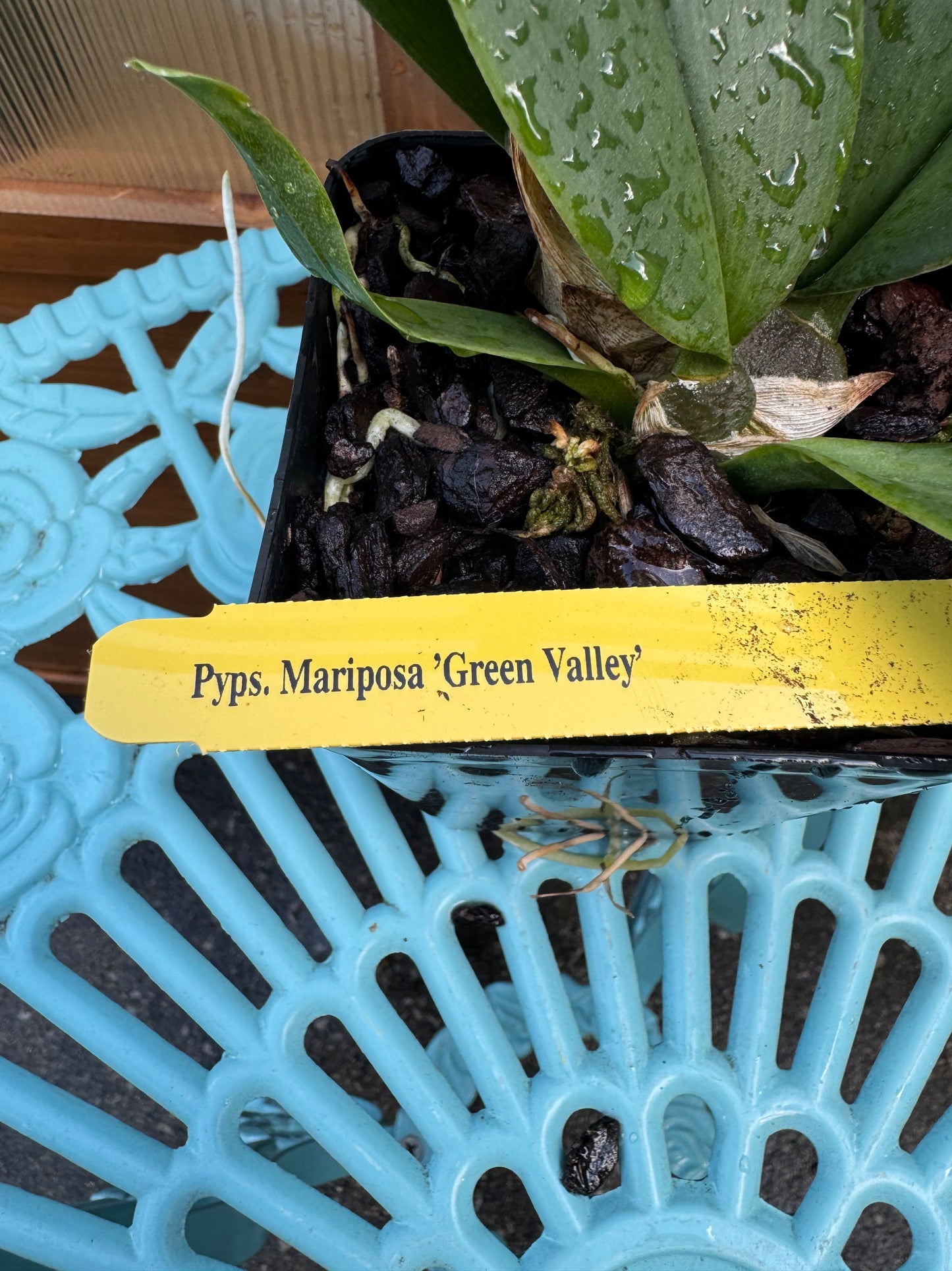 Psychopsis Mariposa ‘Green Valley’ SPIKING