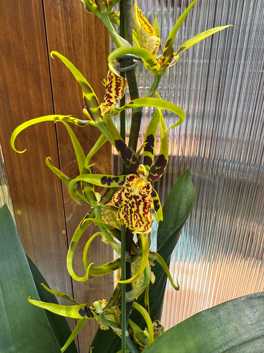 Banfieldara Glided Tower ‘Mystic Maze’ BS