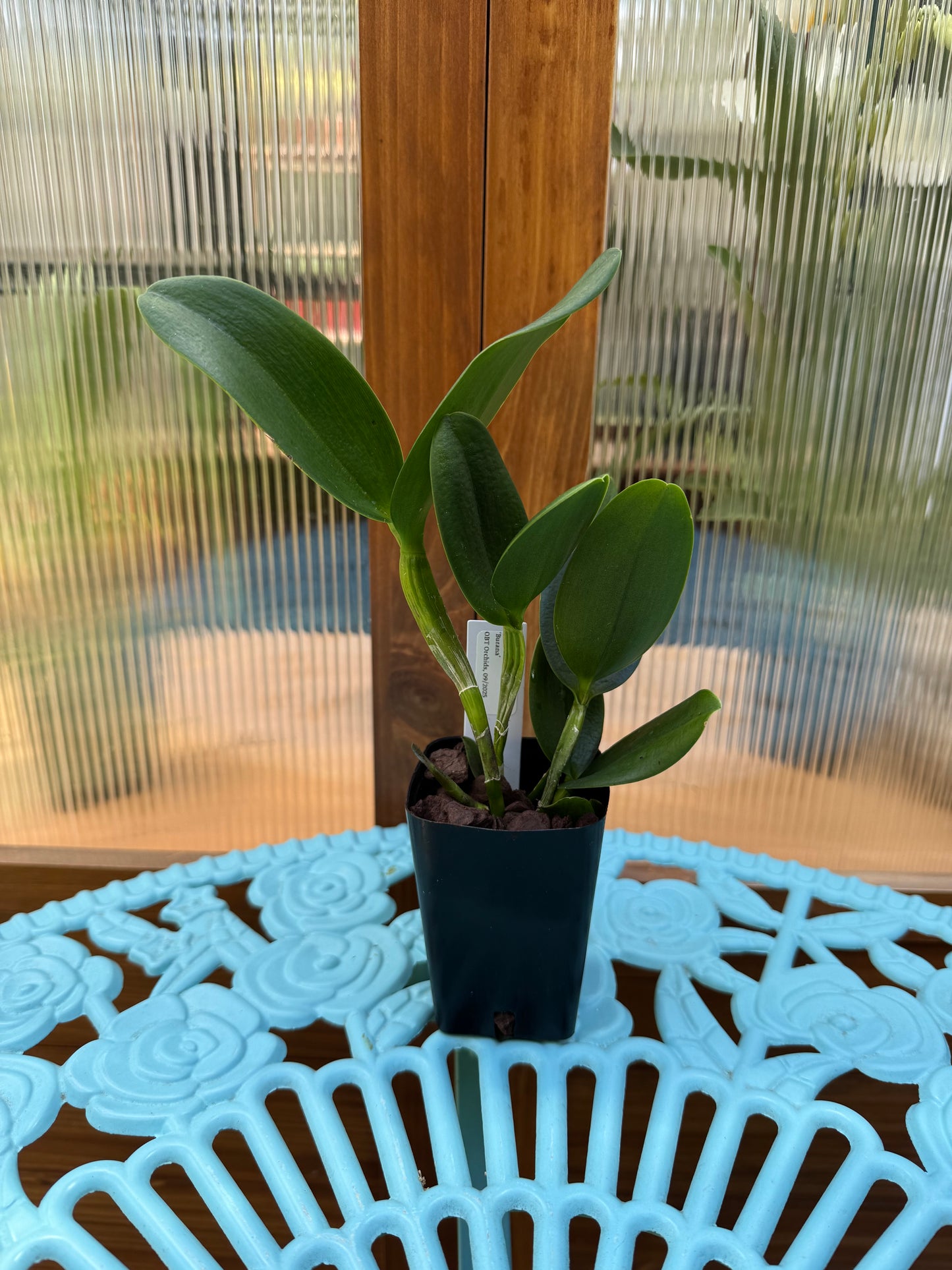 Potinara Burana Beauty ‘Burana’ BS Fresh Repot