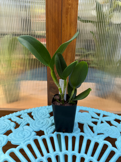 Potinara Burana Beauty ‘Burana’ BS Fresh Repot