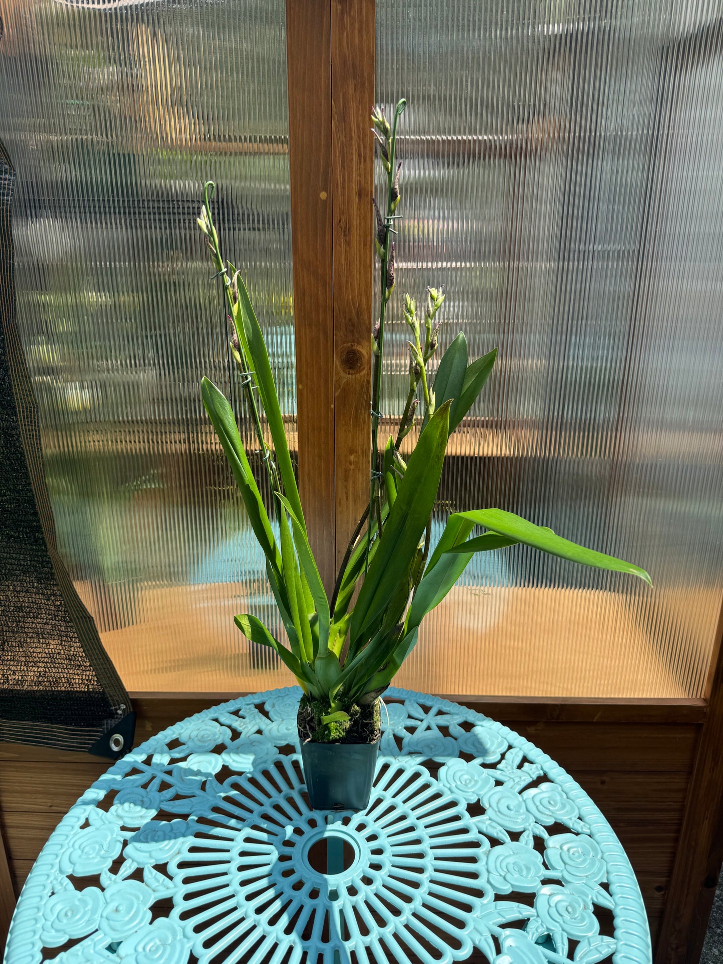 Aliceara Mem. Donald Yamada ‘FJ-72’ BS