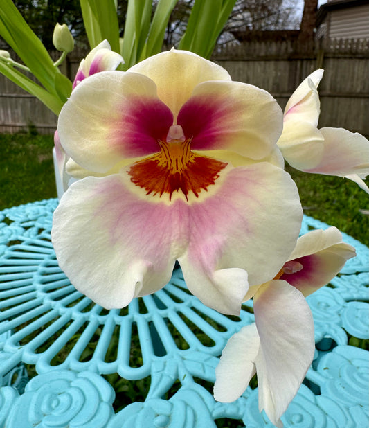 Miltoniopsis Arthur Cobbledick ‘Springtime’ In SPIKE FRAGRANT