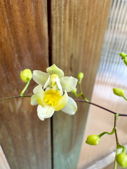 Oncidium Chian-Tzy Chiou-Ping IN BUD/BLOOM FRAGRANT