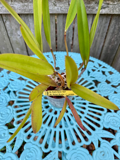 Brassocattleya Rustic Spots ‘H&R’ XL Plant