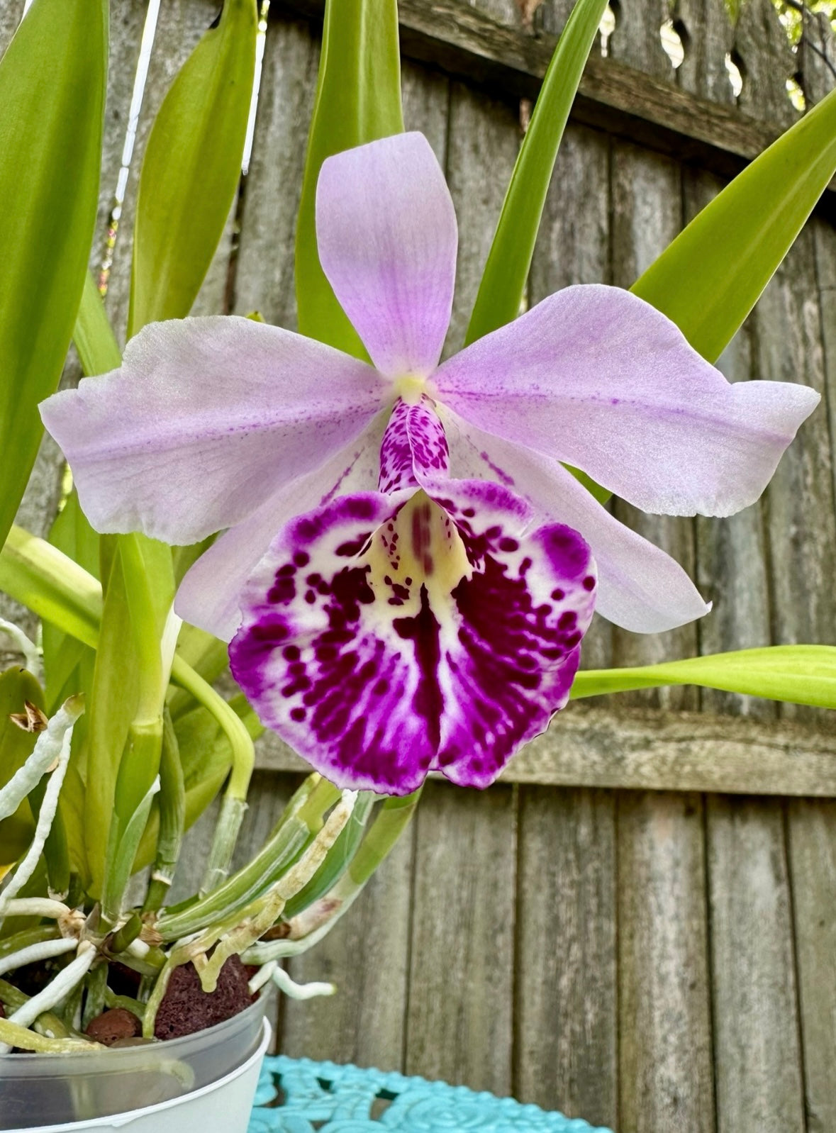 Brassocattleya Taiwan Big Lip ‘Ta-Hsin’ IN SHEATH, XL Plant