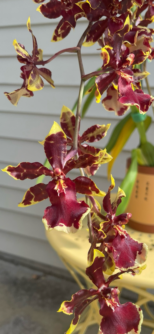 Oncidium Wildcat ‘Golden Red Star’ Division-Spiking
