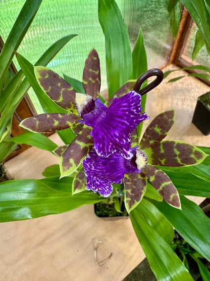 Zygopetalum Jumpin Jack IN BUD/BLOOM