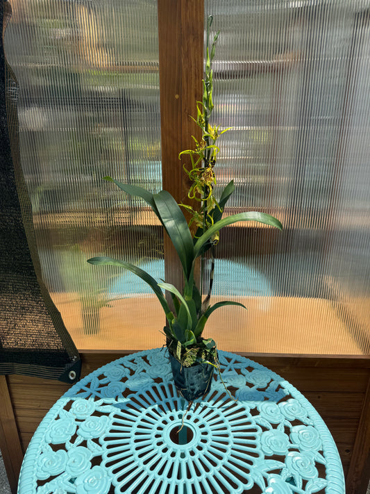 Banfieldara Glided Tower ‘Mystic Maze’ BS