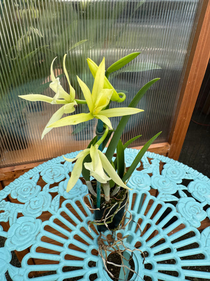 Cahuzacara Hsinying Naranja IN SHEATH