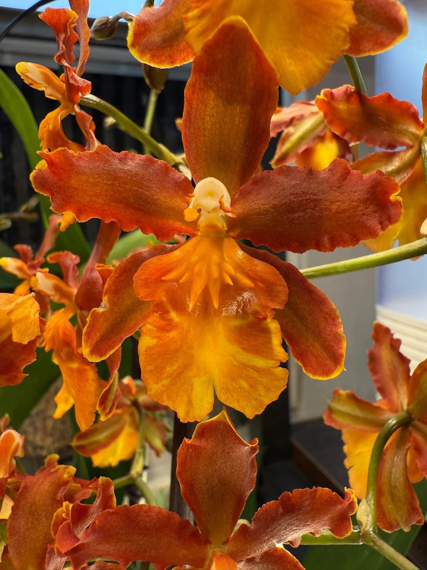 Oncostele Cantante ‘Los Robles’ BS