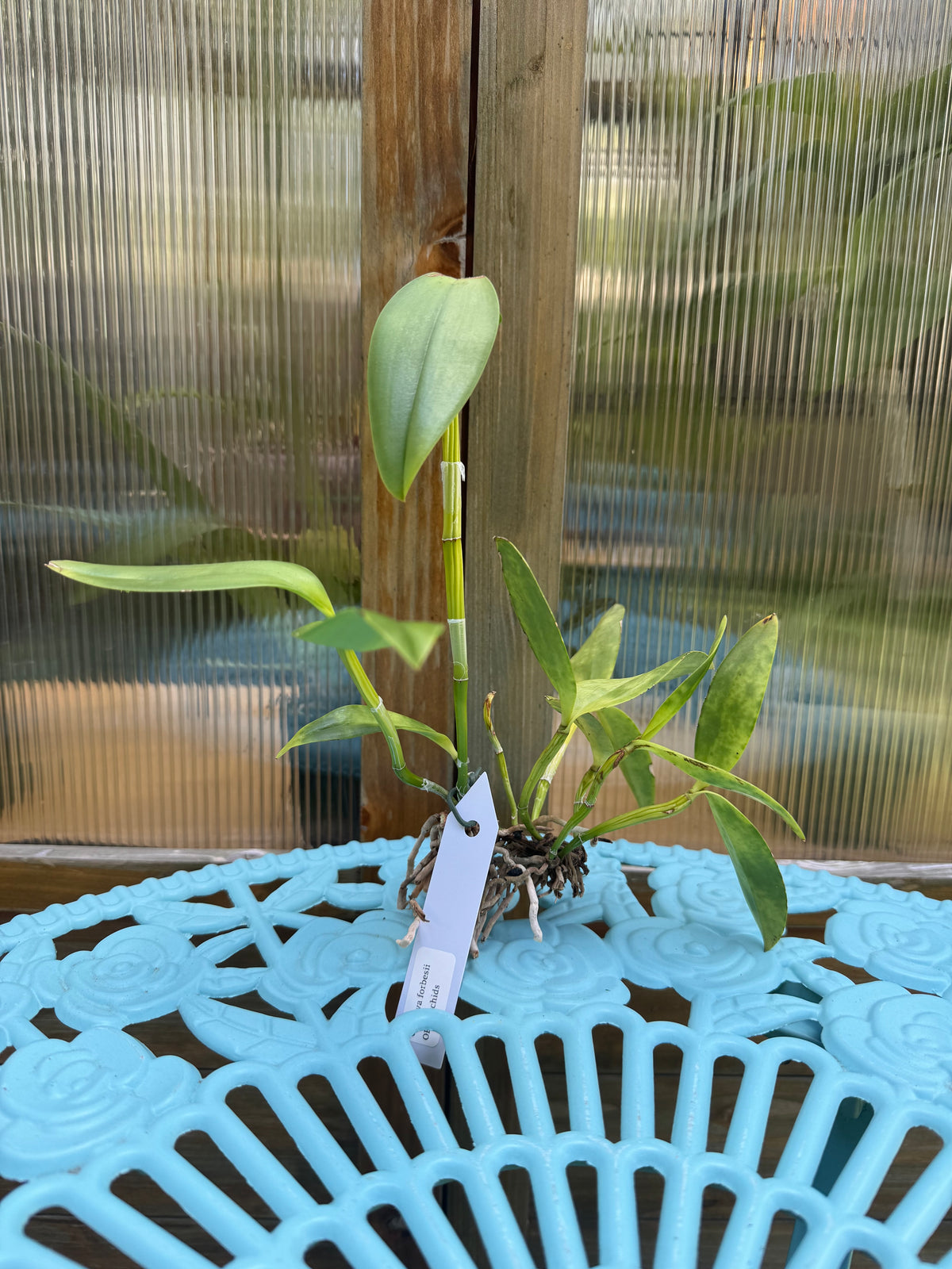 Cattleya forbesii BS BR Division