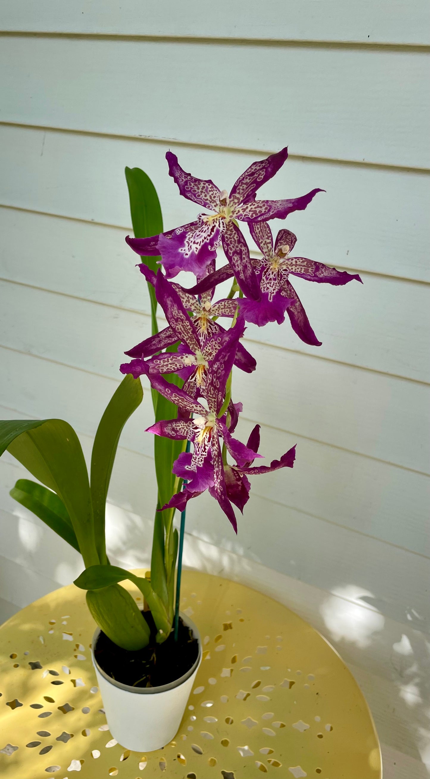 Dgmra. Shibumi ‘Purple Rain’ BS