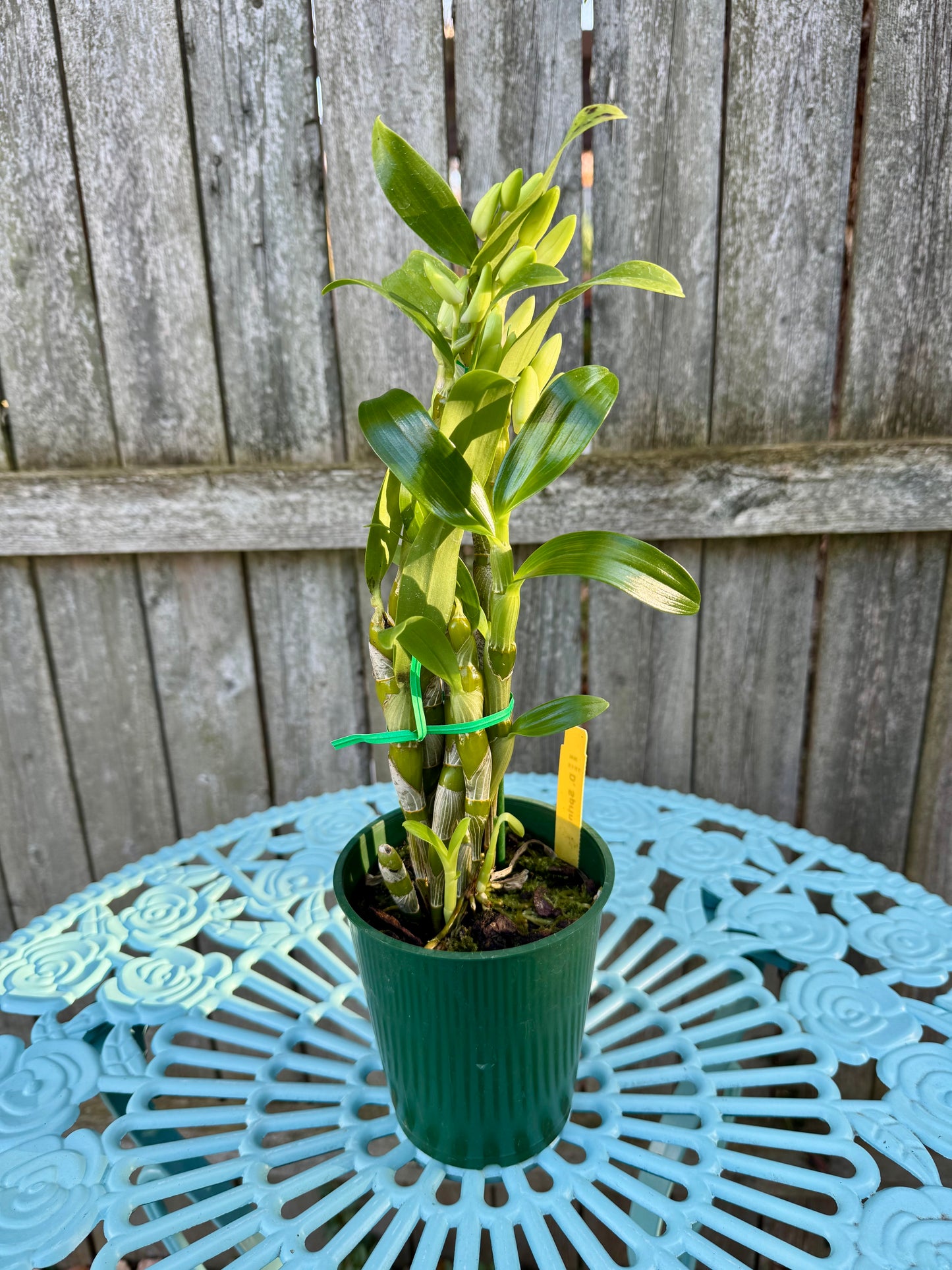 Dendrobium Spring Dream ‘Apollon’ IN BUD