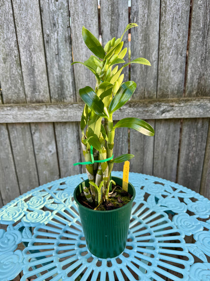 Dendrobium Spring Dream ‘Apollon’ IN BUD