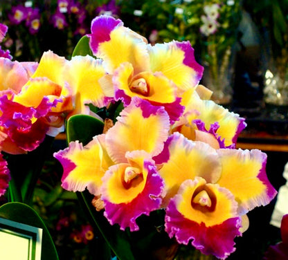 Rlc. Dick Smith ‘Paradise’ Seedling