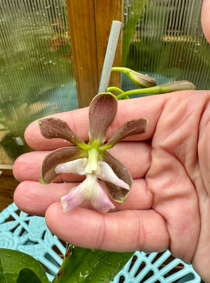 Epicyclia Cabeza IN BUD/BLOOM