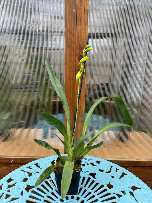 Vuylstekeara Celtic Sun ‘Maya’ In BUD