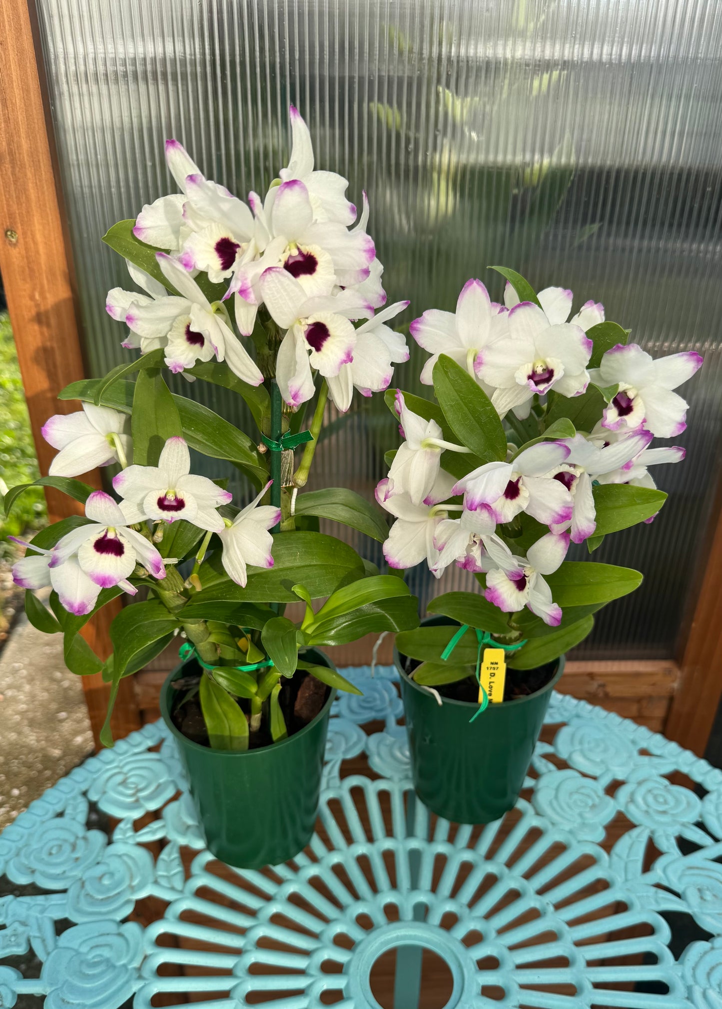 Dendrobium Love Memory ‘Fizz’