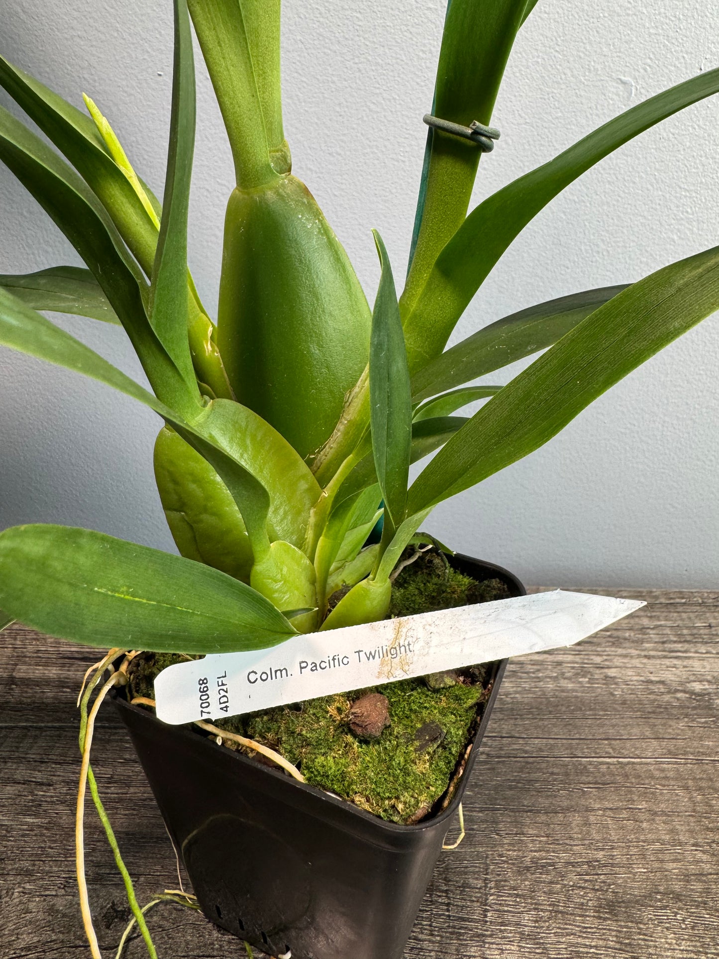 Colmanara Pacific Twilight DOUBLE SPIKES