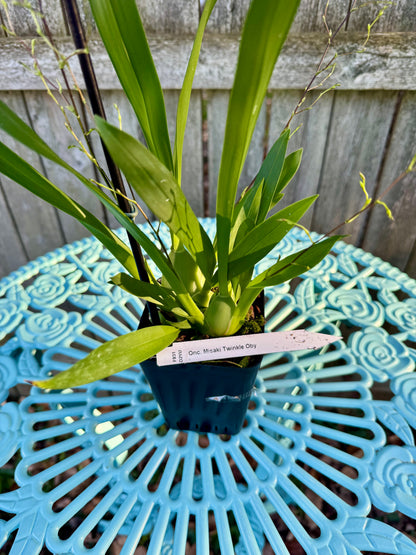 Oncidium Misaki Twinkle Oby MULTI SPIKES