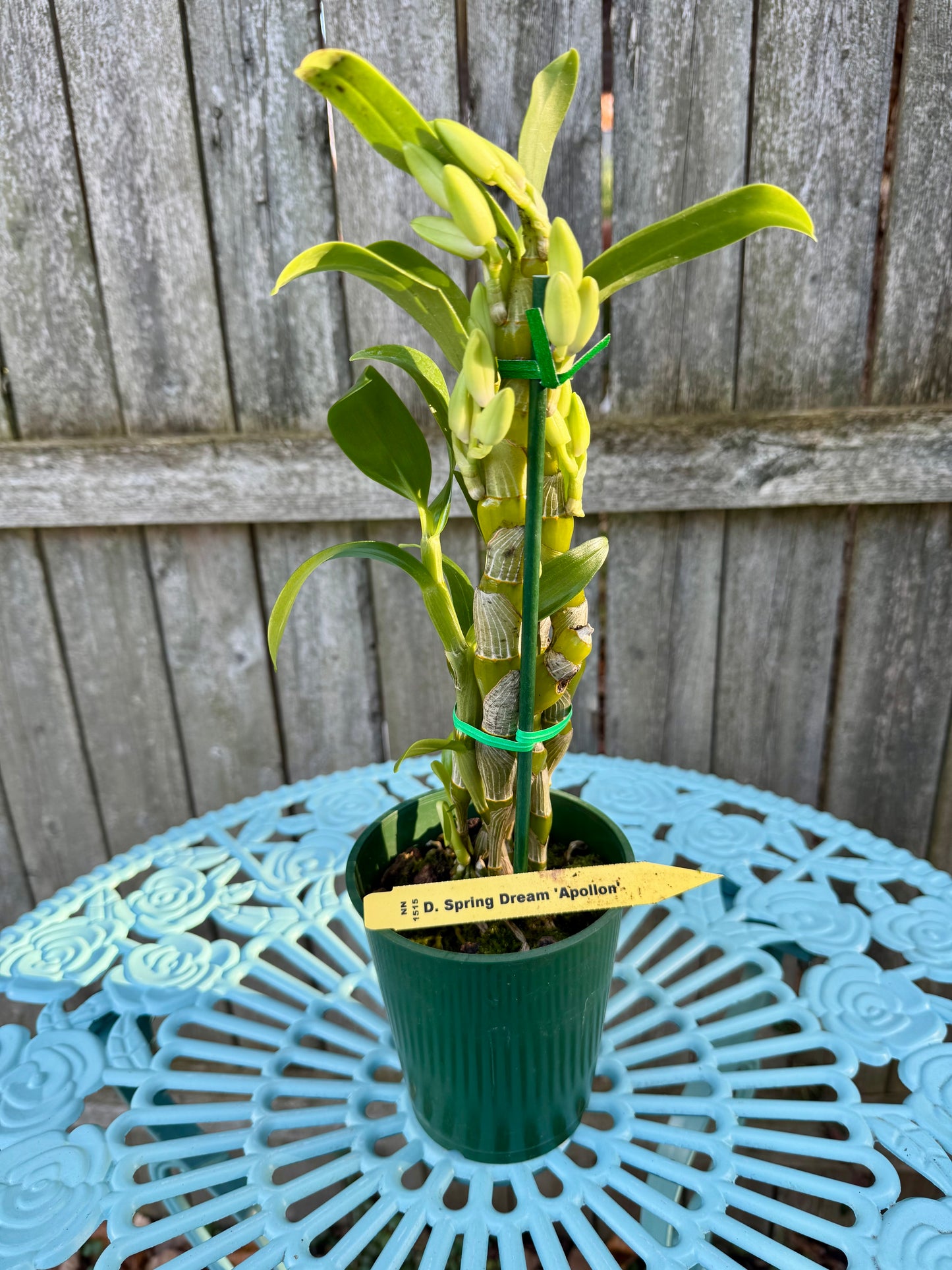 Dendrobium Spring Dream ‘Apollon’ IN BUD